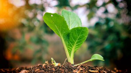 5 weeks old turnip seedlings
