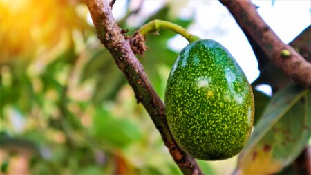 Avocado a pear-shaped fruit with a rough leathery skin, smooth oily edible flesh, and a large stone.