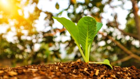 5 weeks old turnip seedlingsの写真素材