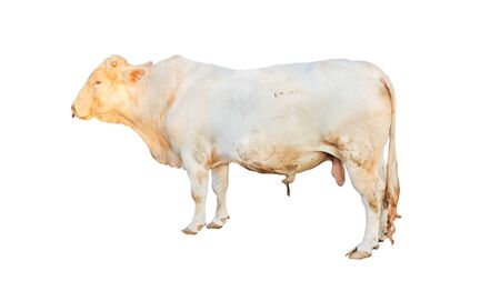 ox bull looking straight ahead isolated on whiteの写真素材