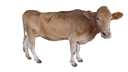 Cows Standing on a white backgroundの写真素材