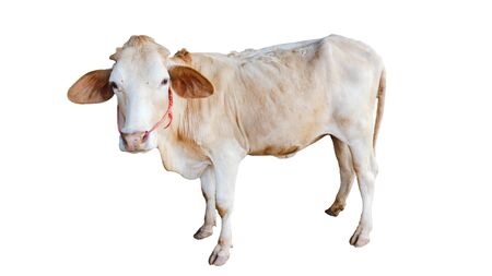 ox bull looking straight ahead isolated on whiteの写真素材