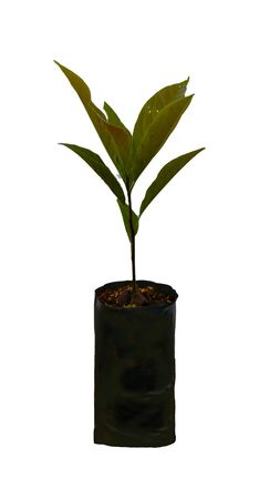 Avocado soft tree in a separate pot on a white background.の写真素材