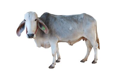 Thai cow standing in the grass fieldの写真素材