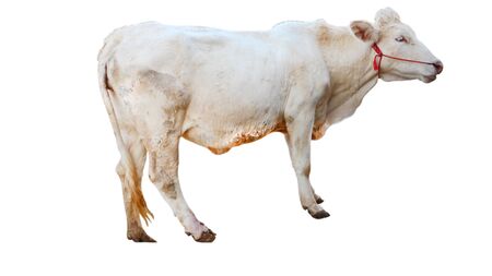 ox bull looking straight ahead isolated on whiteの写真素材
