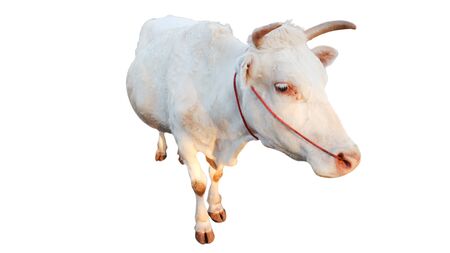 Cows Standing on a white backgroundの写真素材