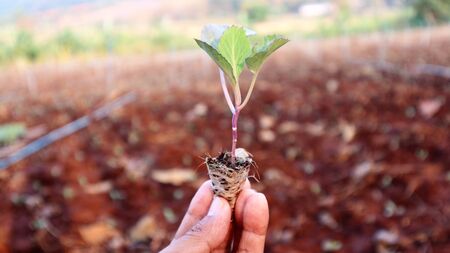 5 weeks old turnip seedlings