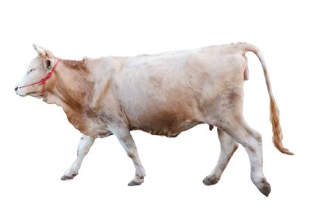 Cows Standing on a white backgroundの写真素材