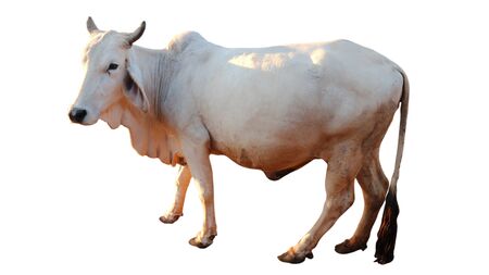 Cows Standing on a white backgroundの写真素材