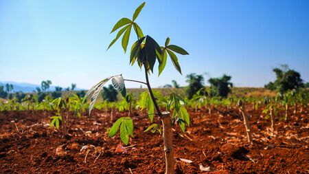 farm Cassava seedlings Planting period 2 monthsの写真素材