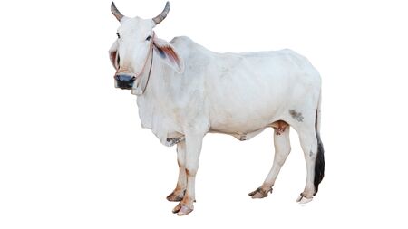 Cows Standing on a white backgroundの写真素材