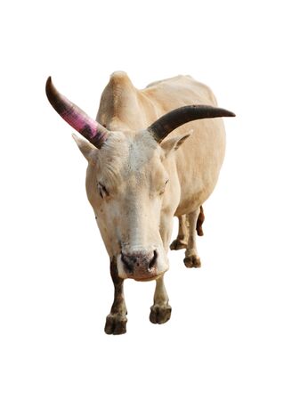 ox bull looking straight ahead isolated on whiteの写真素材