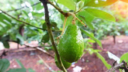 Avocado balls in the stem, green leavesの写真素材