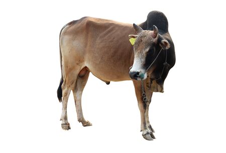 ox bull looking straight ahead isolated on whiteの写真素材