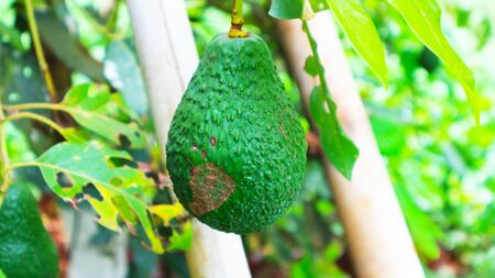 The 8th avocado species in the avocado breeding park, Tak, Thailandの写真素材