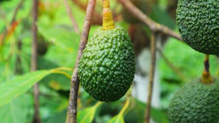 The 8th avocado species in the avocado breeding park, Tak, Thailandの写真素材