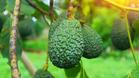 The 8th avocado species in the avocado breeding park, Tak, Thailand