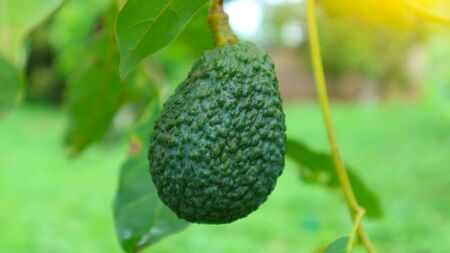 The 8th avocado species in the avocado breeding park, Tak, Thailandの写真素材