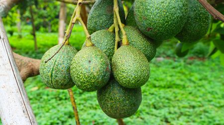 The 8th avocado species in the avocado breeding park, Tak, Thailandの写真素材