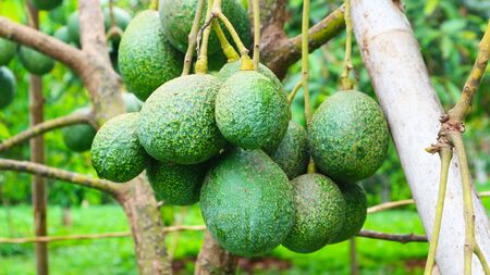 The 8th avocado species in the avocado breeding park, Tak, Thailandの写真素材