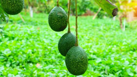 The 8th avocado species in the avocado breeding park, Tak, Thailand