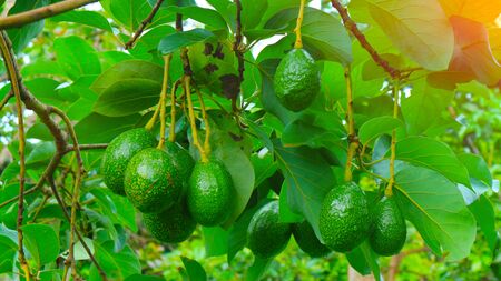 The 8th avocado species in the avocado breeding park, Tak, Thailandの写真素材