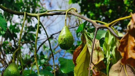 The 8th avocado species in the avocado breeding park, Tak, Thailand