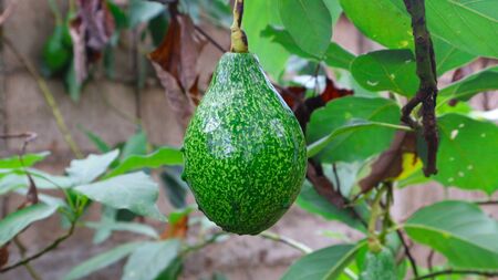 The 8th avocado species in the avocado breeding park, Tak, Thailand