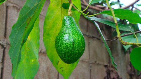 The 8th avocado species in the avocado breeding park, Tak, Thailand