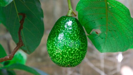 The 8th avocado species in the avocado breeding park, Tak, Thailand
