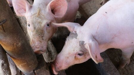 Many very white pigs in the penの写真素材