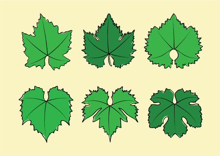 Vector set of hand drawn wine grape leaves varietiesのイラスト素材