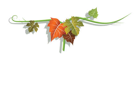 vine branch with colored leaves on a white backgroundのイラスト素材