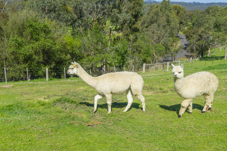 View of two fluffy Huacaya alpacas with cuddly look in a farmの写真素材