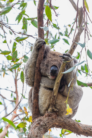 Wild koala sleeping on a eucalyptus tree at Great Otway National Park in Australia during daytimeの写真素材