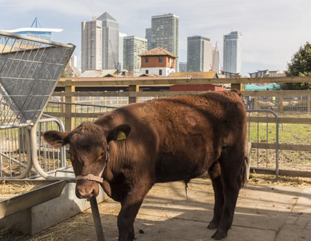 A bull in stables with a view of city skyscapers in the backgroundの写真素材