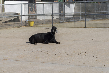 Farm goatの写真素材