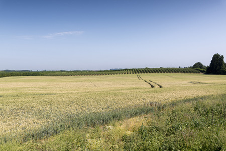 Farm field view with young crop. Sittingbourne, Kent, UK