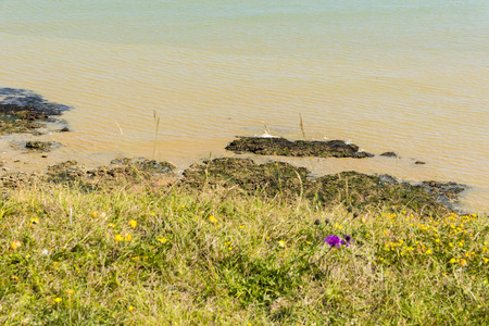Seashore view from a field above itの写真素材