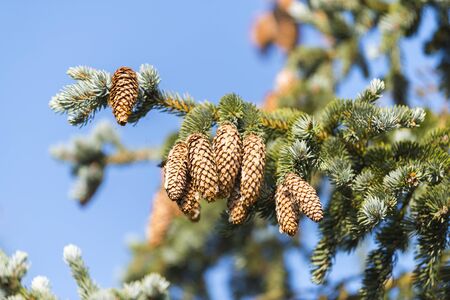 Close-up of fir-tree branches with cones