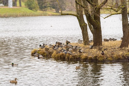 Ducks sitting on a small island in the middle of the pond, St Petersburg, Russiaの写真素材