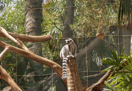 Black-Tailed Lemur in Fuerteventura, Canary Islands, Spain