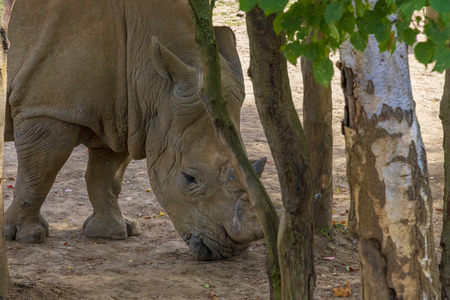 WhiteWhite Rhino, Chessington, London, UKの写真素材