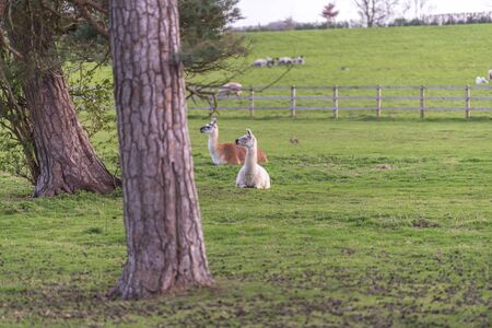 The beautiful Alpacas roaming the field.の写真素材
