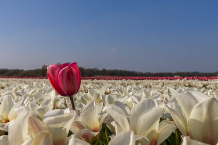 A view of tulip fields in springtime, Holland, the Netherlandsの写真素材