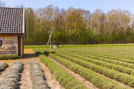 A view of tulip fields in springtime, Holland, the Netherlandsの写真素材