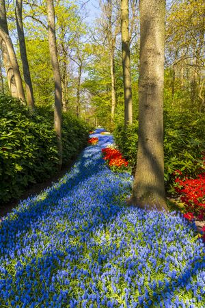 A view of tulip fields in springtime, Holland, the Netherlandsの写真素材