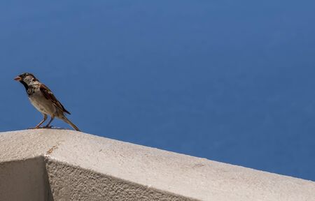 Little sparrow sitting on a fence in Santorini, Greeceの写真素材