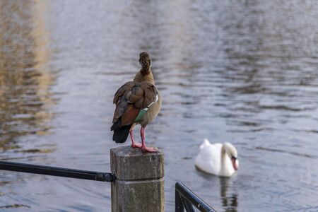 Swans and ducks in a local pond, white royal swans, Hofvijver, Hague, Netherlandsの写真素材