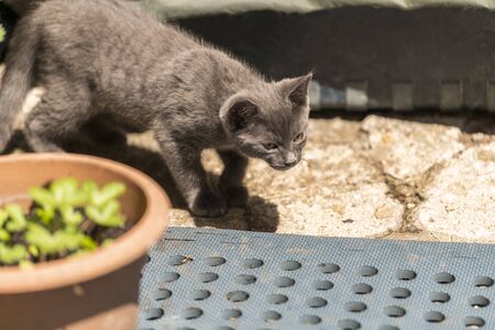 Grey cat playing in the back garden. Shallow focus, blurred background. Cat is chasing after fliesの写真素材